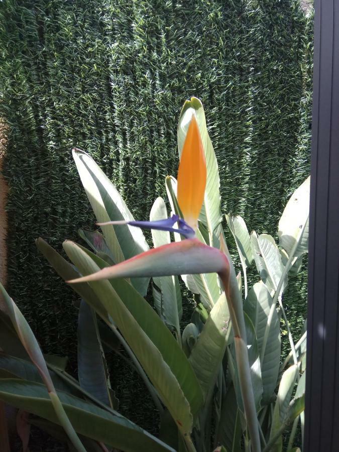 Apartment Garden 칼다스 데 레이스 외부 사진